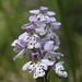 Small Round-leaved Orchid