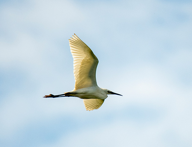 Practicing flight shots: Little egret