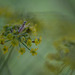 DSCF0386
