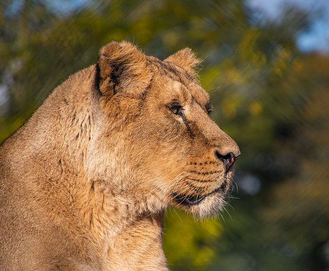 Lioness