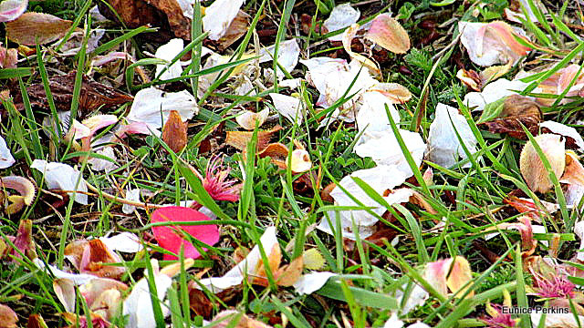 Petal Confetti.