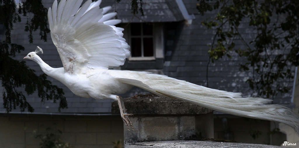 Saut de paon