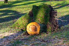 Another fallen tree