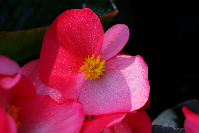 Begonia