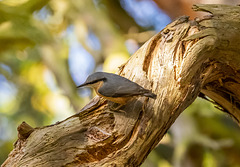 Nuthatch