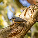 Nuthatch