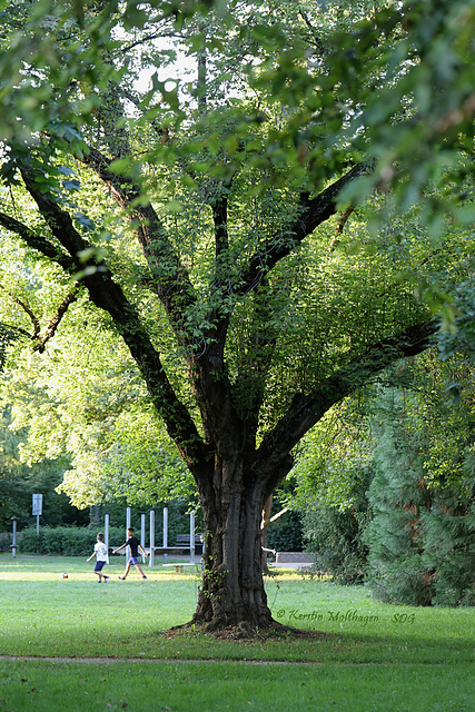 Testfotos - Baum