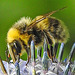 20230723 3037CPw [D~LIP] Kugeldistel, Helle Erdhummel (Bombus lucorum), Bad Salzuflen