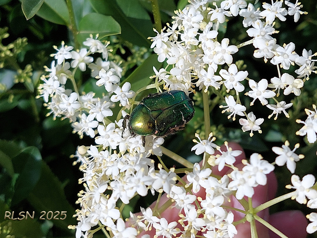 Rosenkäfer auf Holunderblüten