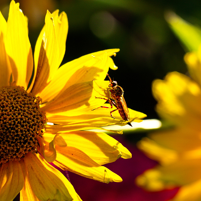 Was ist das ? Wer kennt dieses Insekt ?