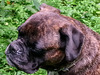 20140903 048Hw [D~SHG] Thora, Wesergebirge, Rinteln