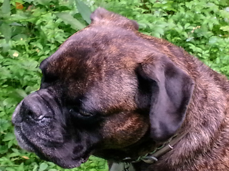 20140903 048Hw [D~SHG] Thora, Wesergebirge, Rinteln
