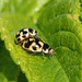 14-spotted Ladybird (Propylea quatuordecimpunctata) Pair number 2 making more Ladybirds