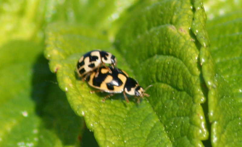 14-spotted Ladybird (Propylea quatuordecimpunctata) Pair number 2 making more Ladybirds