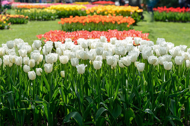 Fête de la tulipe...