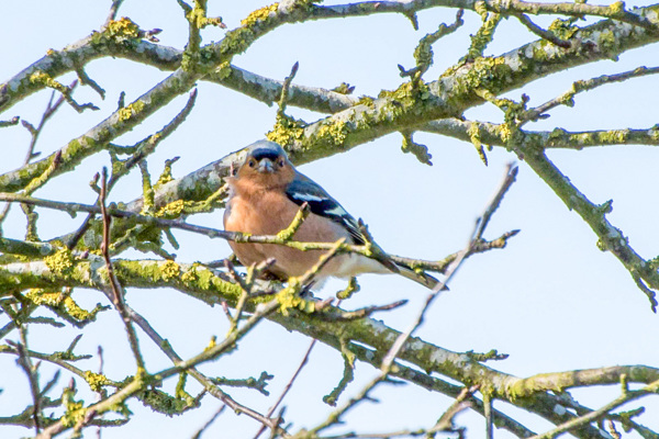 Chaffinch -DSB 2772