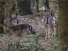 20180405 3561CPw [D~AUR] Rehwild, Schlosswald Lütetsburg, Lütetsburg