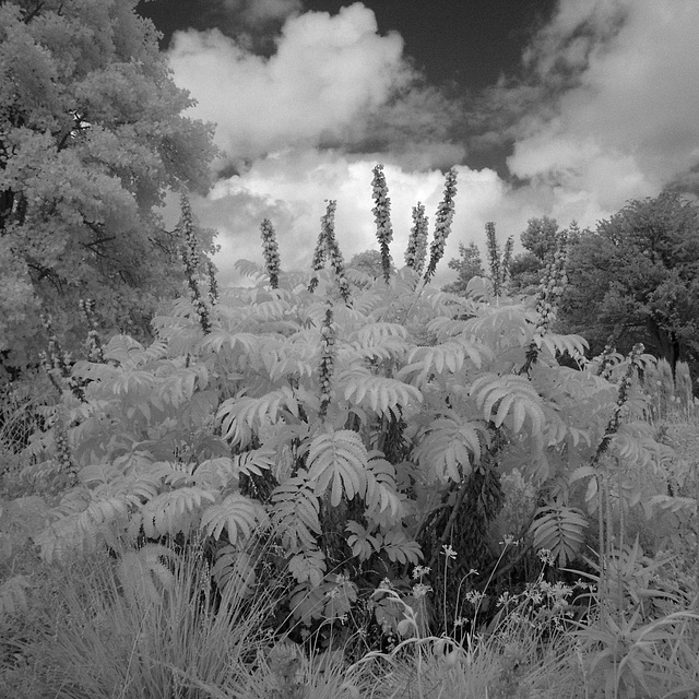 Melianthus