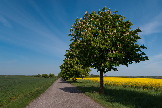 Kastanienweg