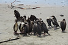 Pelicans On Huanchaco Beach