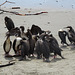 Pelicans On Huanchaco Beach