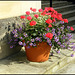 geraniums in the September sun