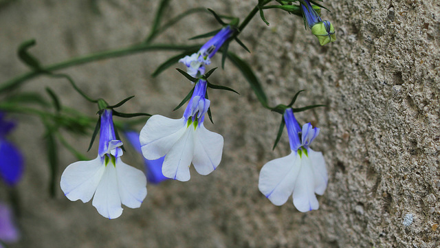 Fleurettes de Lobelia