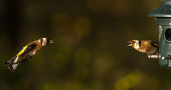 Goldfinch