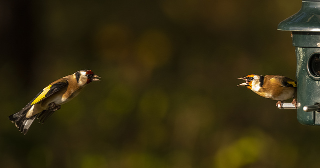 Goldfinch