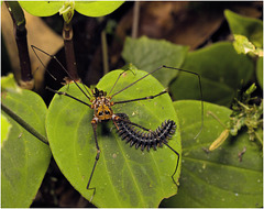 IMG 0509 Harvestman