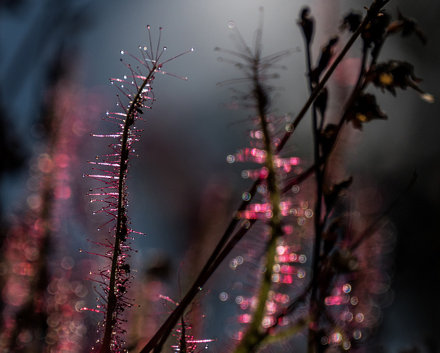 la drosera qui fêtait Noël : carnivoracement vôtre...