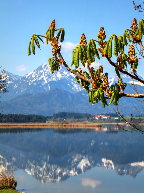 Hopfensee im Frühling. ©UdoSm