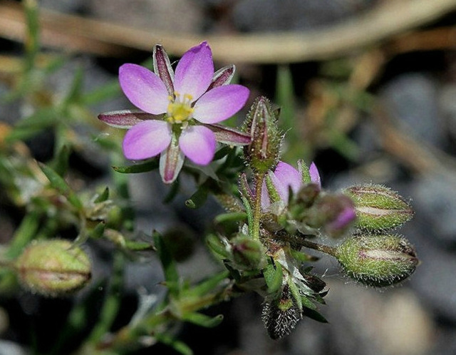 Spergularia rubia