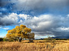 San Pedro Riparian National Conservation Area