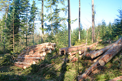 Felling of trees in the forest