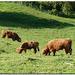 Highland cattle on the Gurten