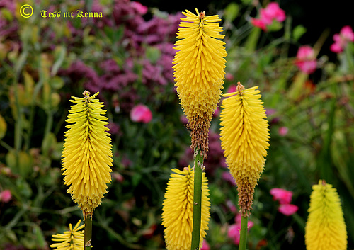 Kniphofia  'Sunningdale Yellow copy