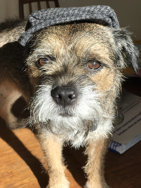 Gaspode in his hat!