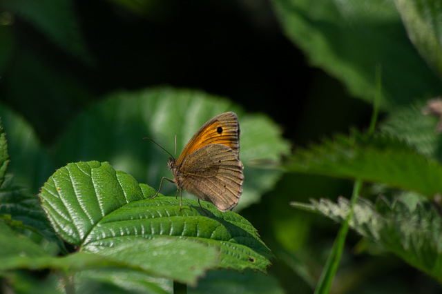 Meadow Brown Butterfly