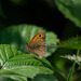 Meadow Brown Butterfly