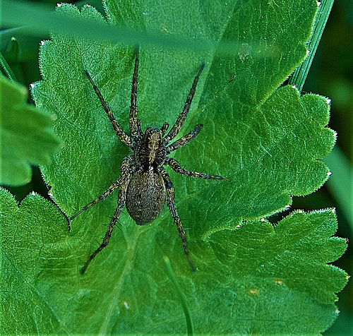 Spider