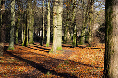 Beech leaves carpet