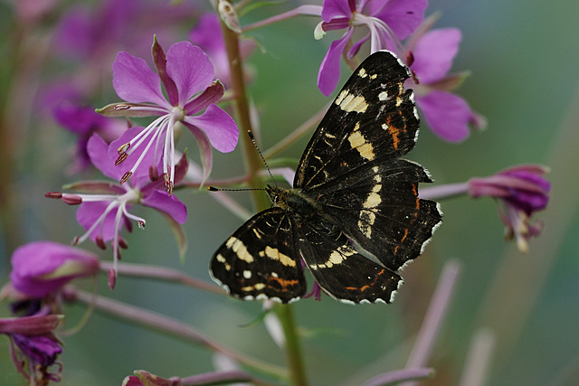 Araschnia levana @ Epilobium angustifolium