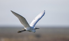 Little egret