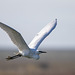 Little egret