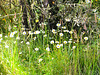 Daisies In The Grass.