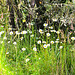 Daisies In The Grass.