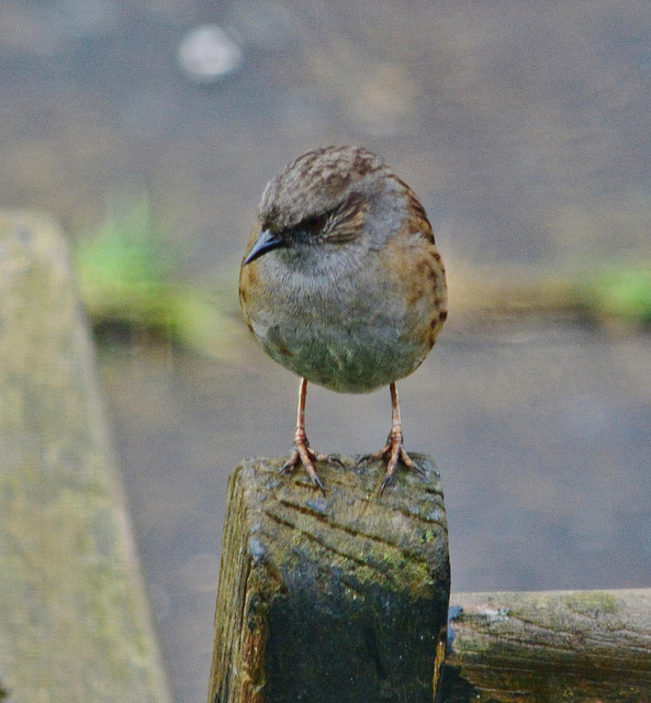 Dunnock