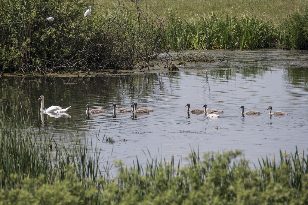 Lonjsko Polje Nature Park - Croazia