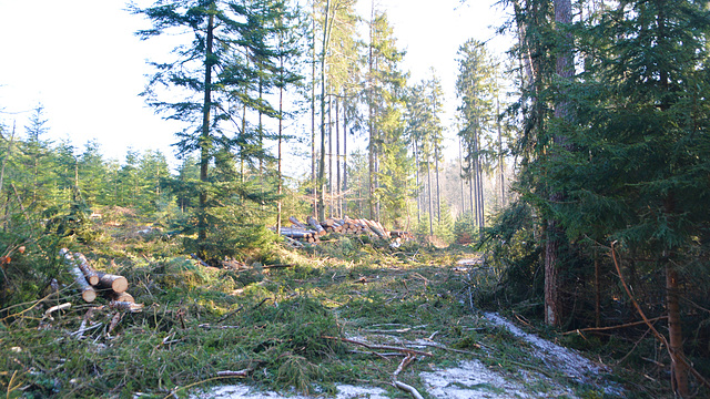 Felling of trees in the forest